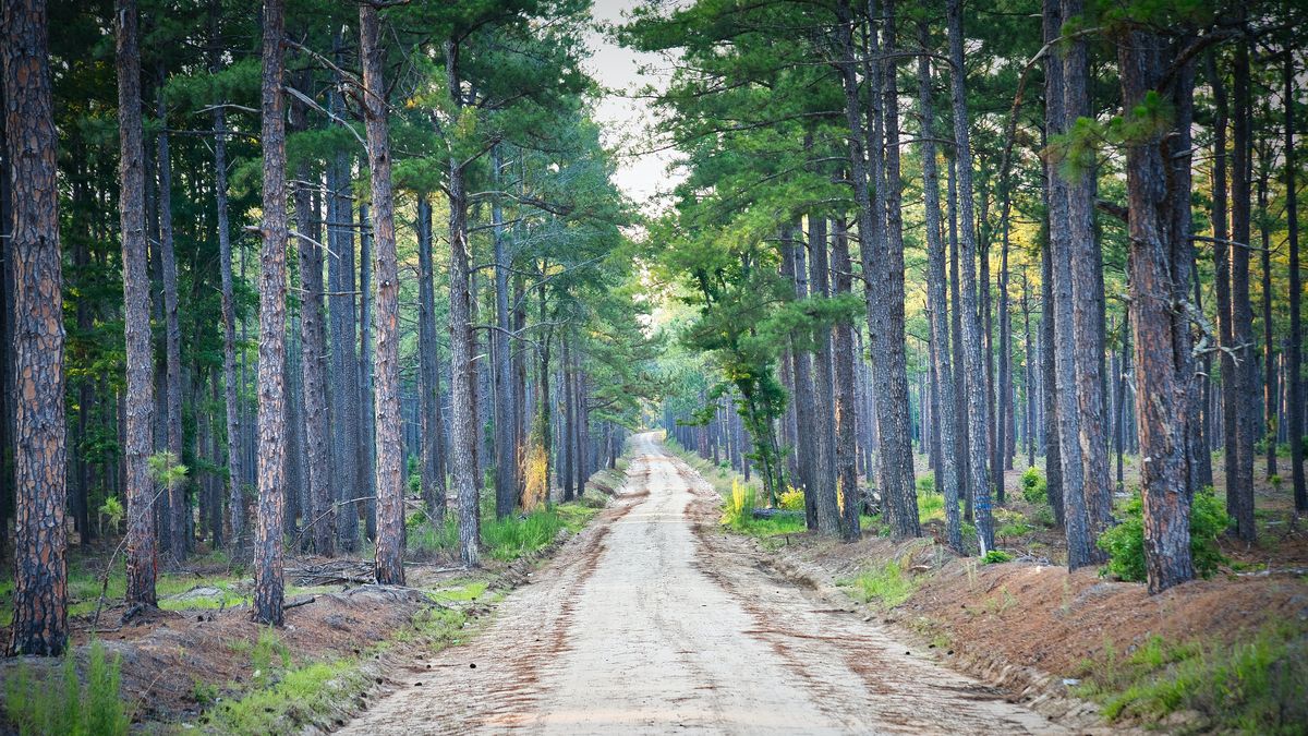 Stav stromů u silnic Vysočiny se zhoršuje, kvůli stáří i suchu